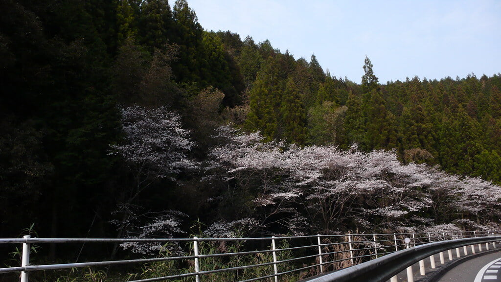 丸岡公園の写真 ©hermitage#605(CC BY 2.0)