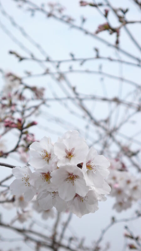 丸岡公園の写真 ©hermitage#605(CC BY 2.0)