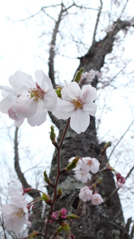 丸岡公園の写真 ©hermitage#605(CC BY 2.0)