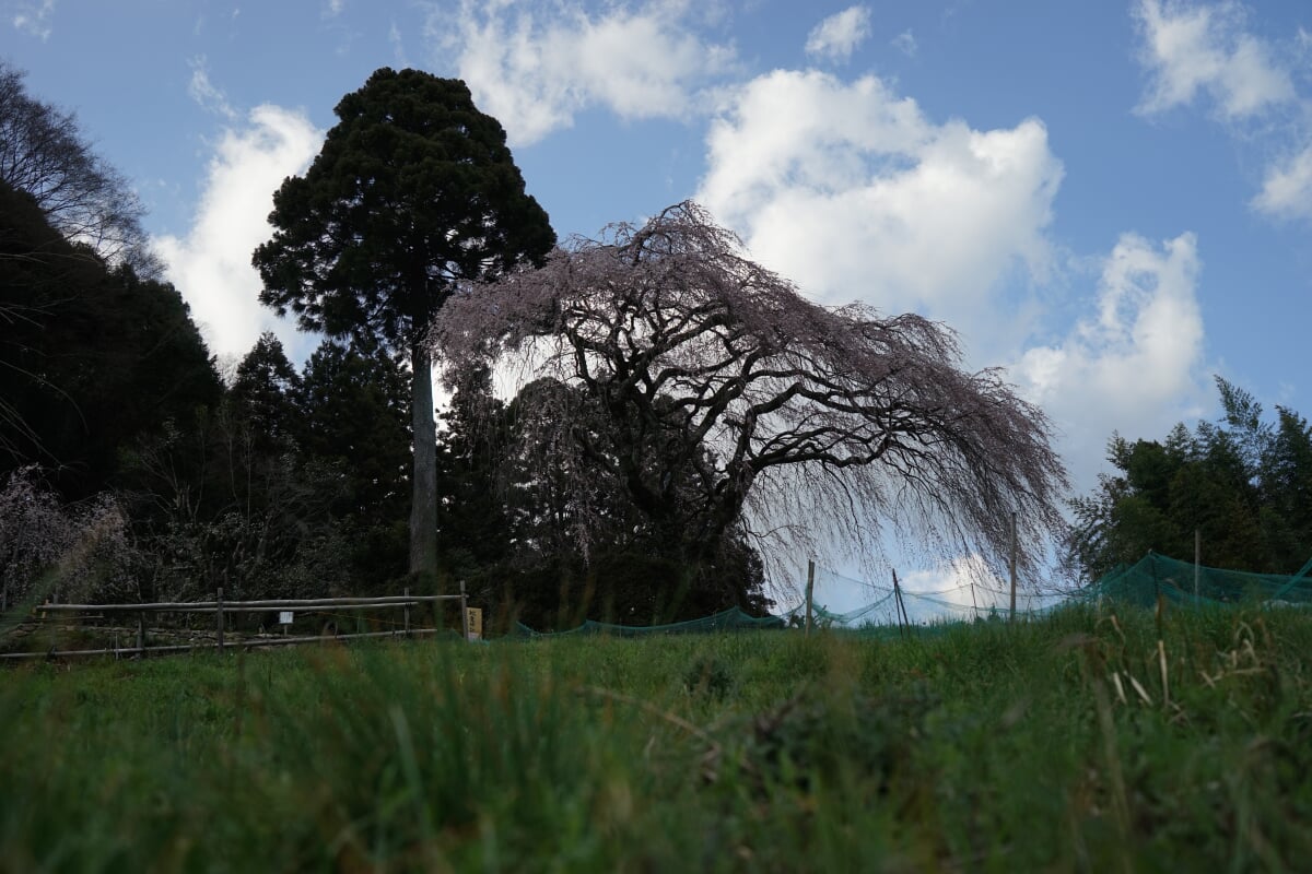 中越家のしだれ桜の写真 ©r18 INO (PACHIMO)(CC BY 3.0)
