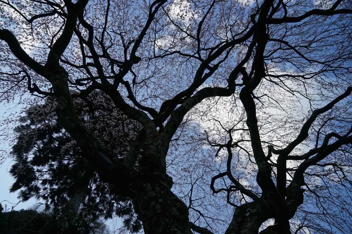 中越家のしだれ桜の写真 ©r18 INO (PACHIMO)(CC BY 3.0)