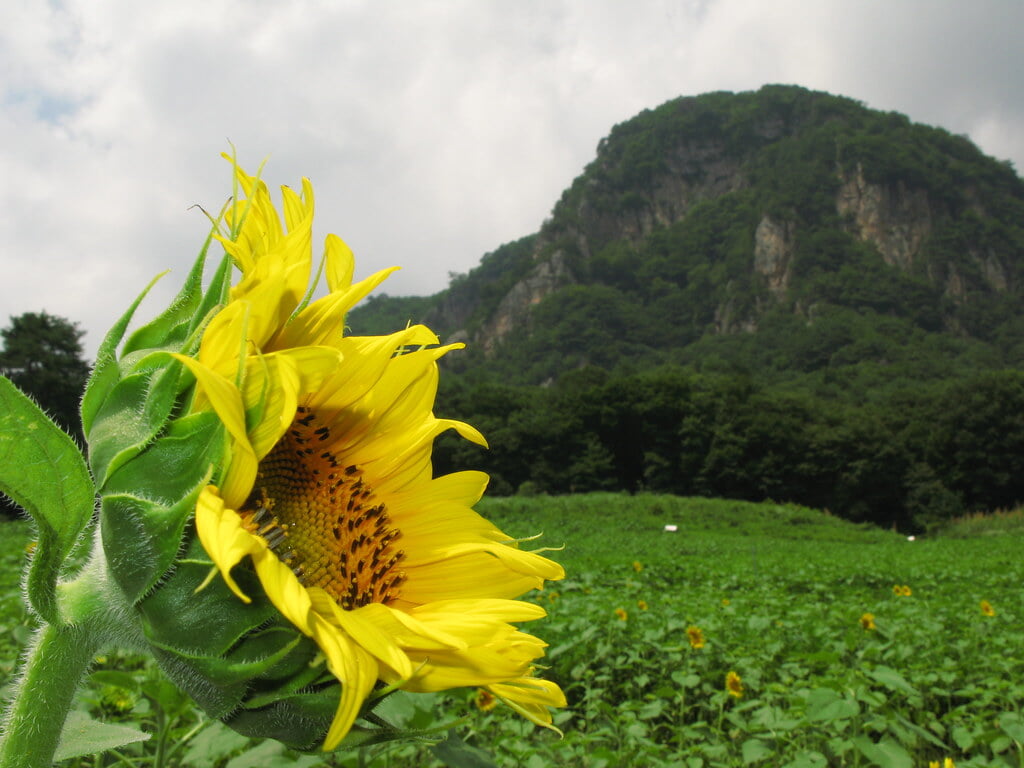 大岩フラワーガーデンの写真 ©TANAKA Juuyoh (田中十洋)(CC BY 2.0)