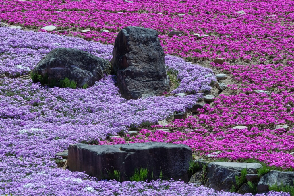 滝谷花しょうぶ園の写真 