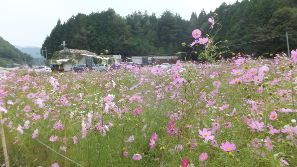 とよのコスモスの里の写真 ©Mti(CC BY-SA 4.0)