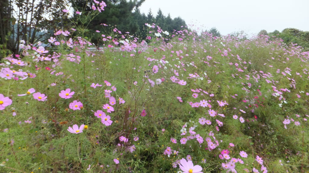 とよのコスモスの里の写真 ©Mti(CC BY-SA 4.0)