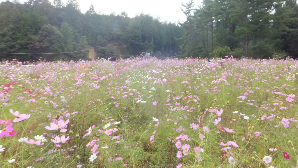 とよのコスモスの里の写真 ©Mti(CC BY-SA 4.0)