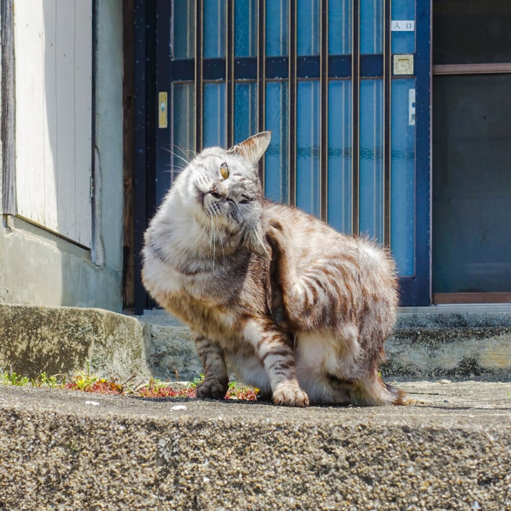 伊吹島の写真 