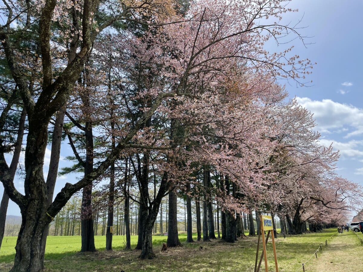静内二十間道路桜並木の写真 