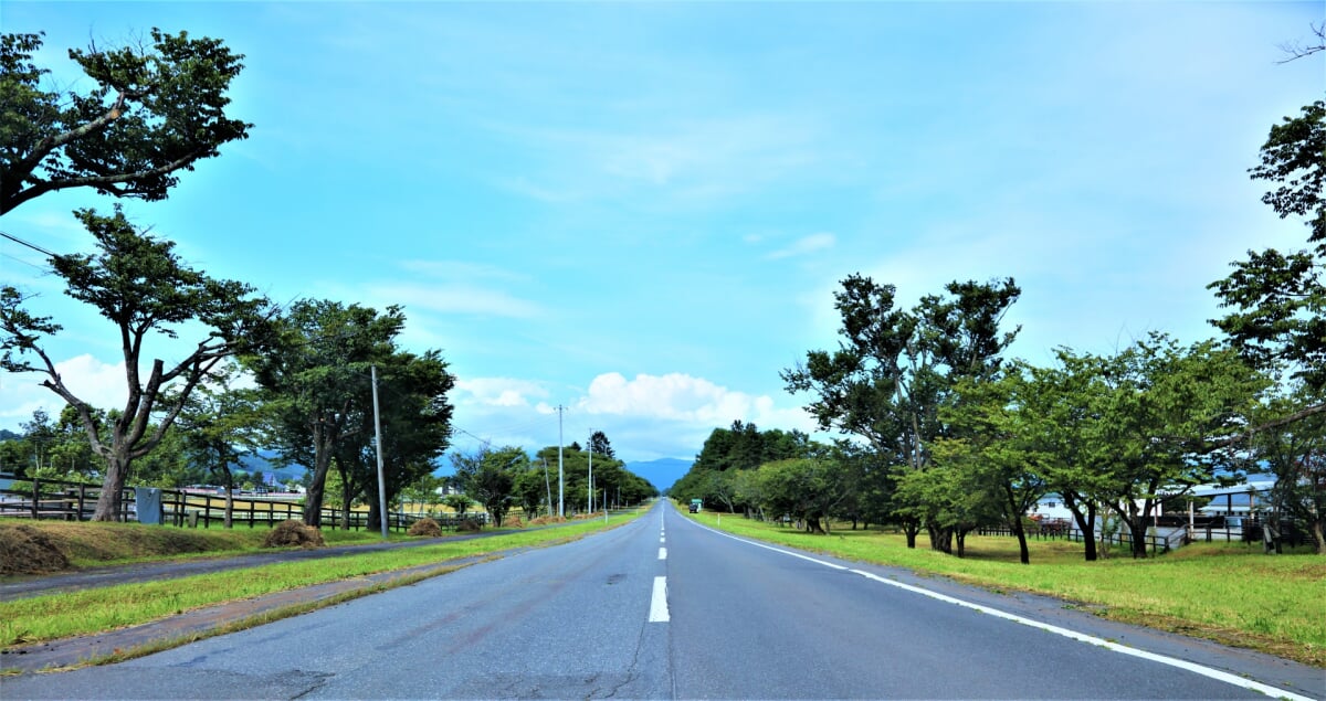 静内二十間道路桜並木の写真 