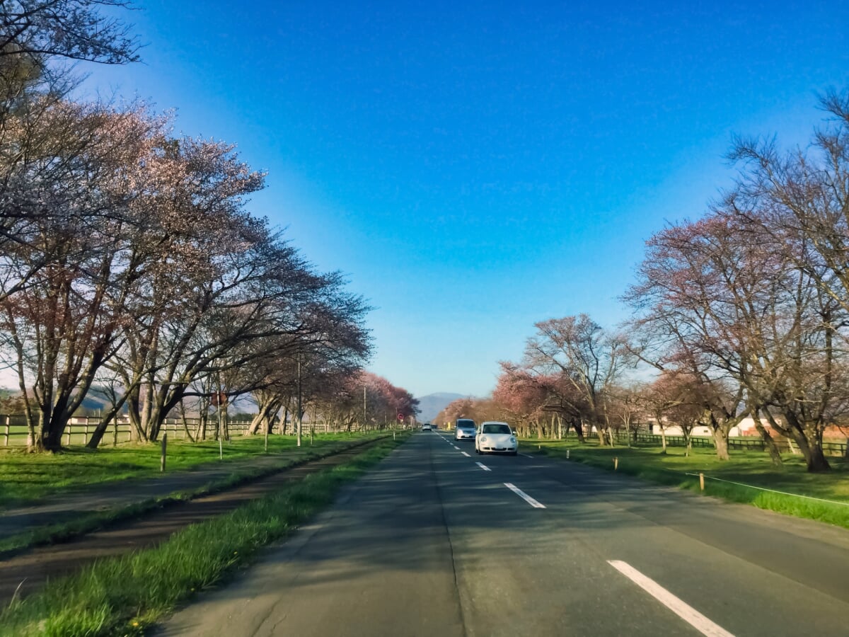 静内二十間道路桜並木の写真 