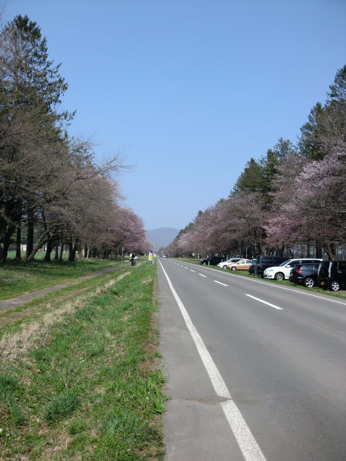 静内二十間道路桜並木の写真 