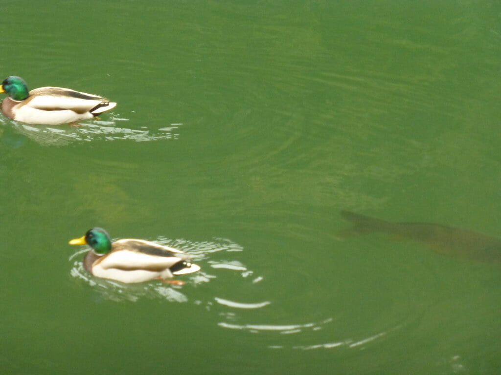 散在ガ池森林公園の写真 ©nyanchew(CC BY 2.0)