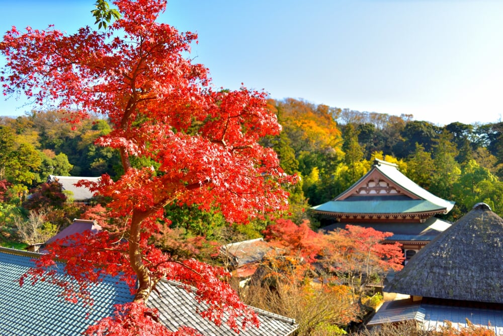 建長寺の写真 