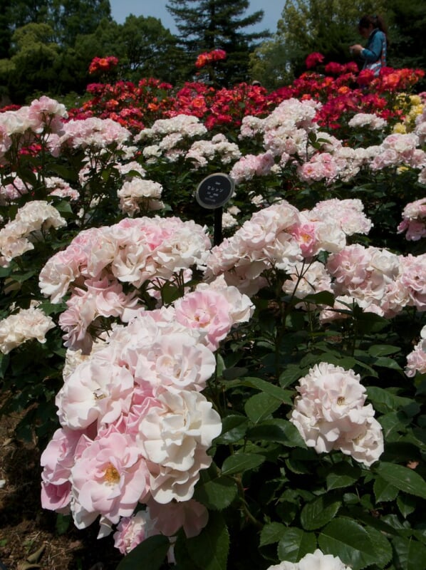 靭公園の写真 ©whitefield_d(CC BY 2.0)