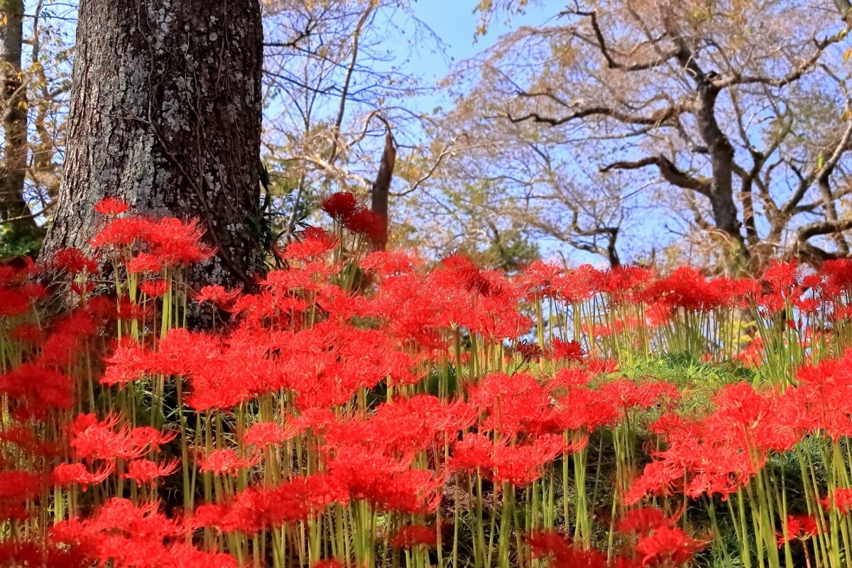 羽黒山公園の写真 
