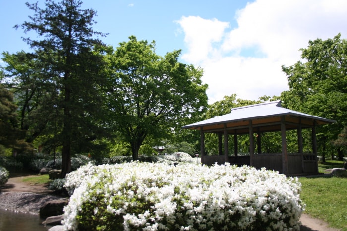 松ヶ池公園（白つつじ公園）の写真 写真提供:山形県長井市