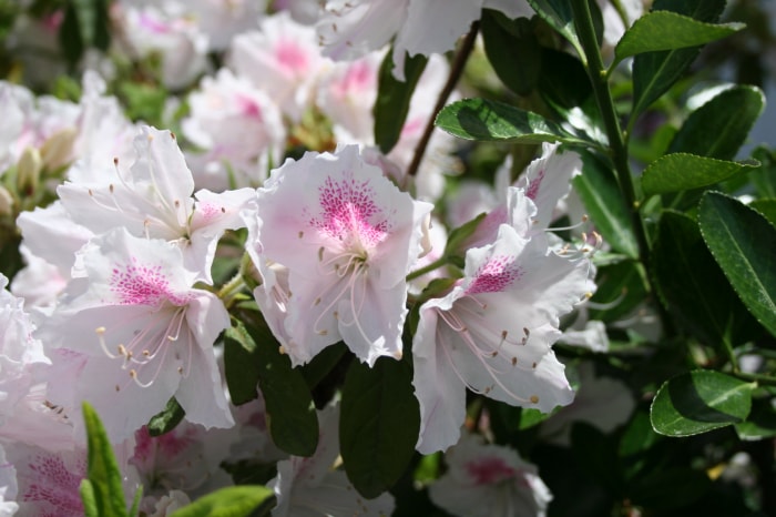 松ヶ池公園（白つつじ公園）の写真 写真提供:山形県長井市
