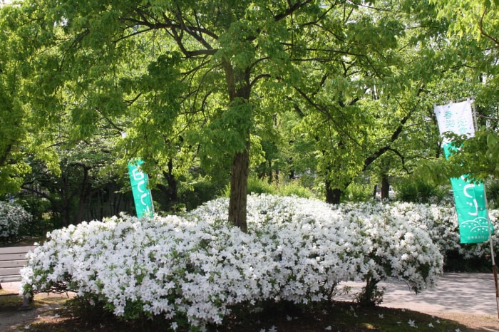 松ヶ池公園（白つつじ公園）の写真 写真提供:山形県長井市