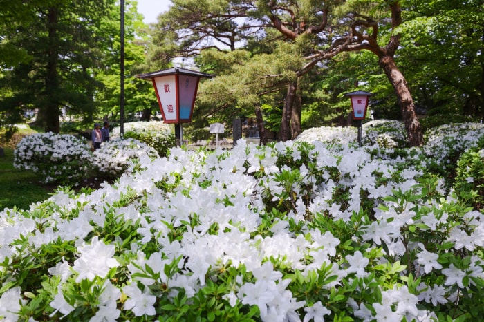 松ヶ池公園（白つつじ公園）の写真 