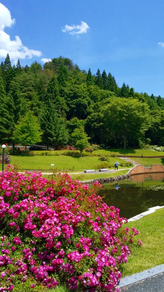 東沢バラ公園の写真 