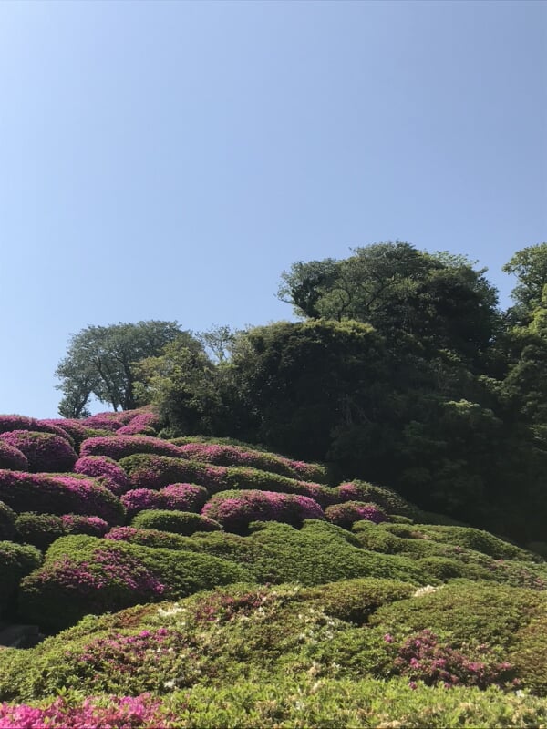 太田和つつじの丘の写真 