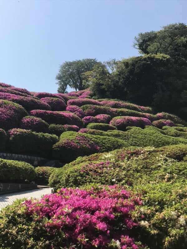 太田和つつじの丘の写真 