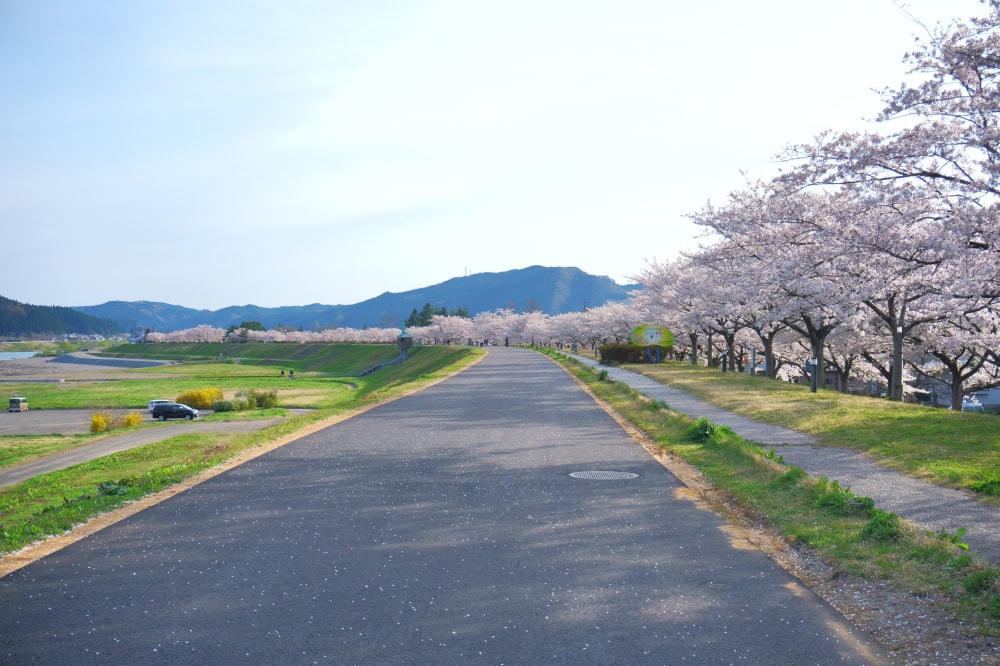 桜づつみ公園の写真 ©掬茶(CC BY-SA 4.0)