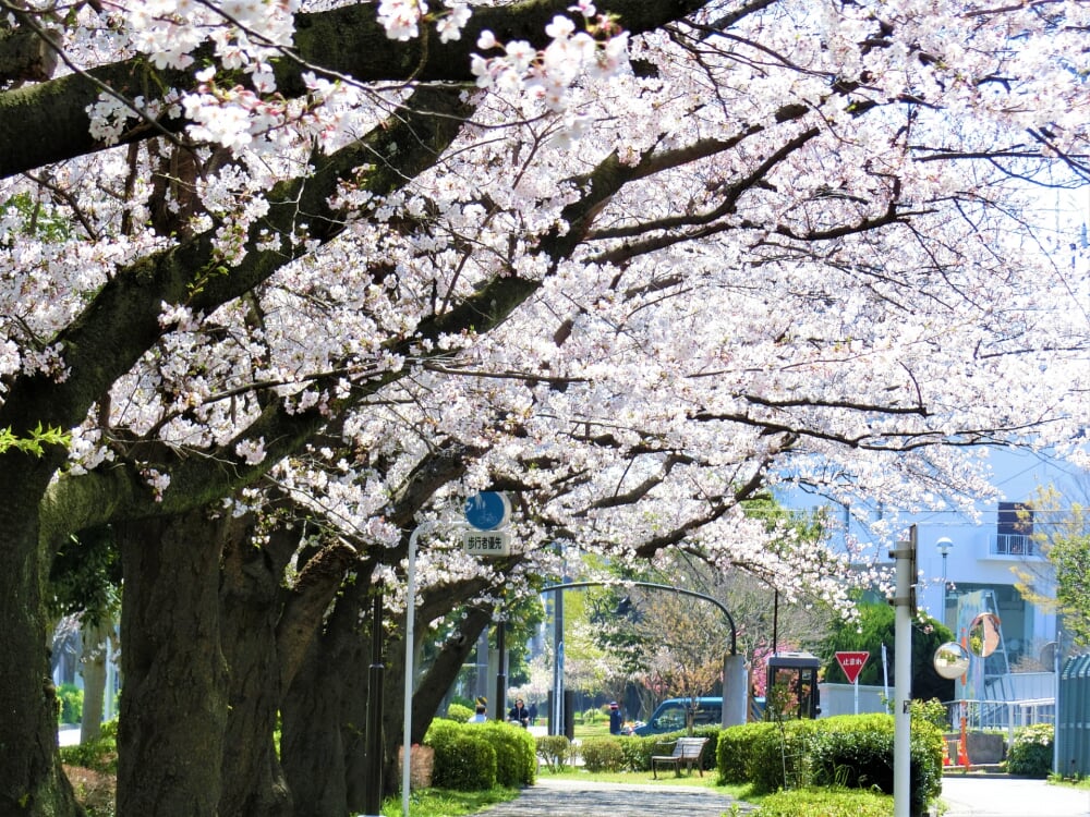 太尾堤緑道の写真 