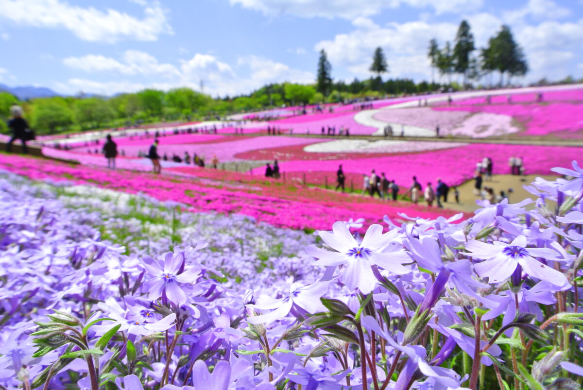 羊山公園の写真 ©岩浪陸(CC BY 3.0)