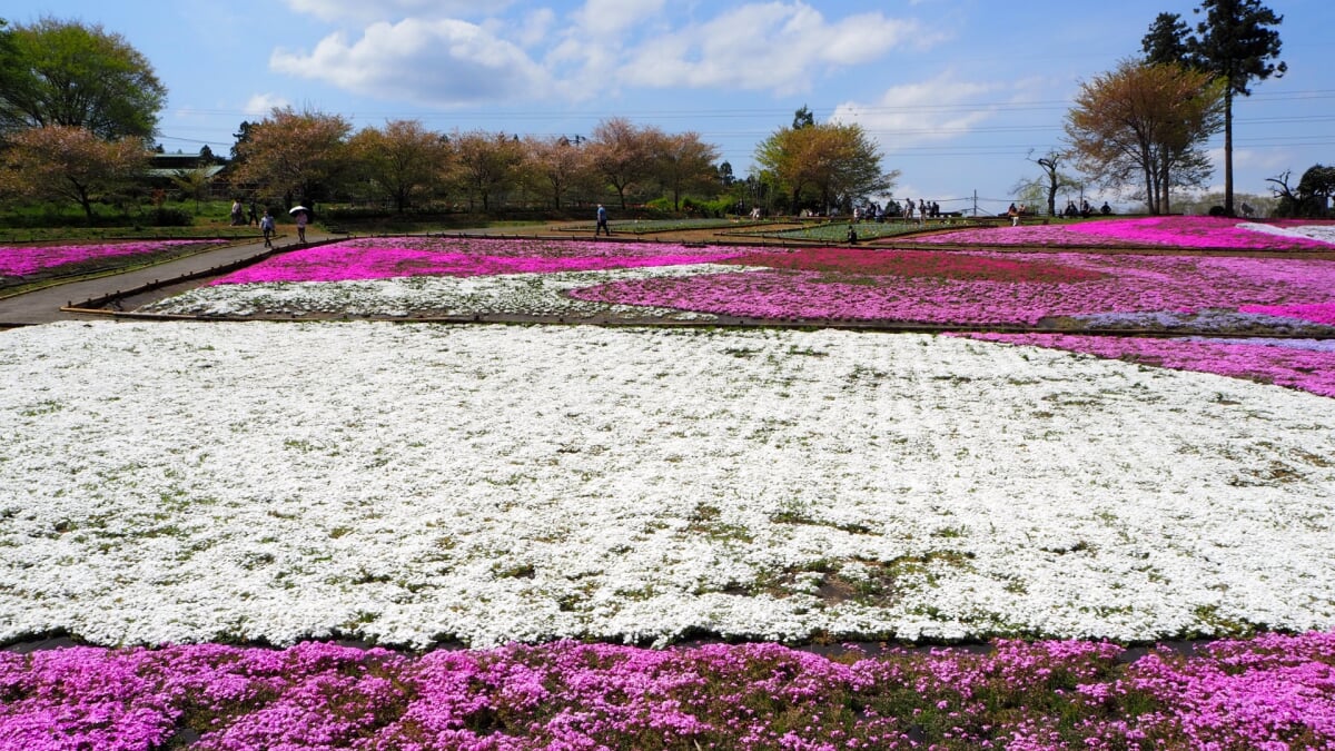 羊山公園の写真 