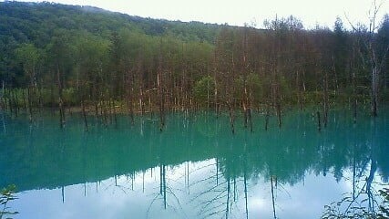 白金青い池の写真 ©Kotaro - User: (WT-shared) 耕太郎 at wts wikivoyage(CC BY-SA 4.0)