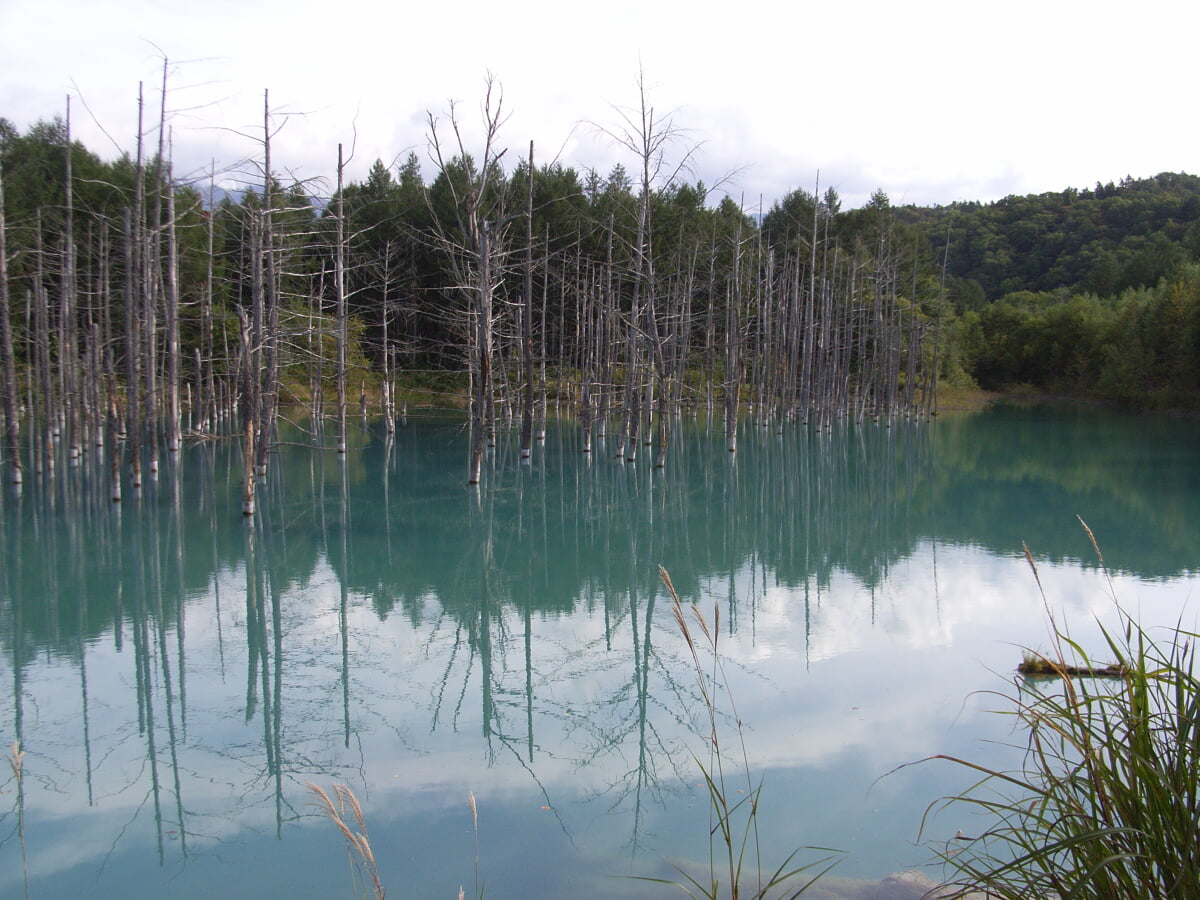白金青い池の写真 ©Kuruman from Tokyo, Japan(CC BY 2.0)