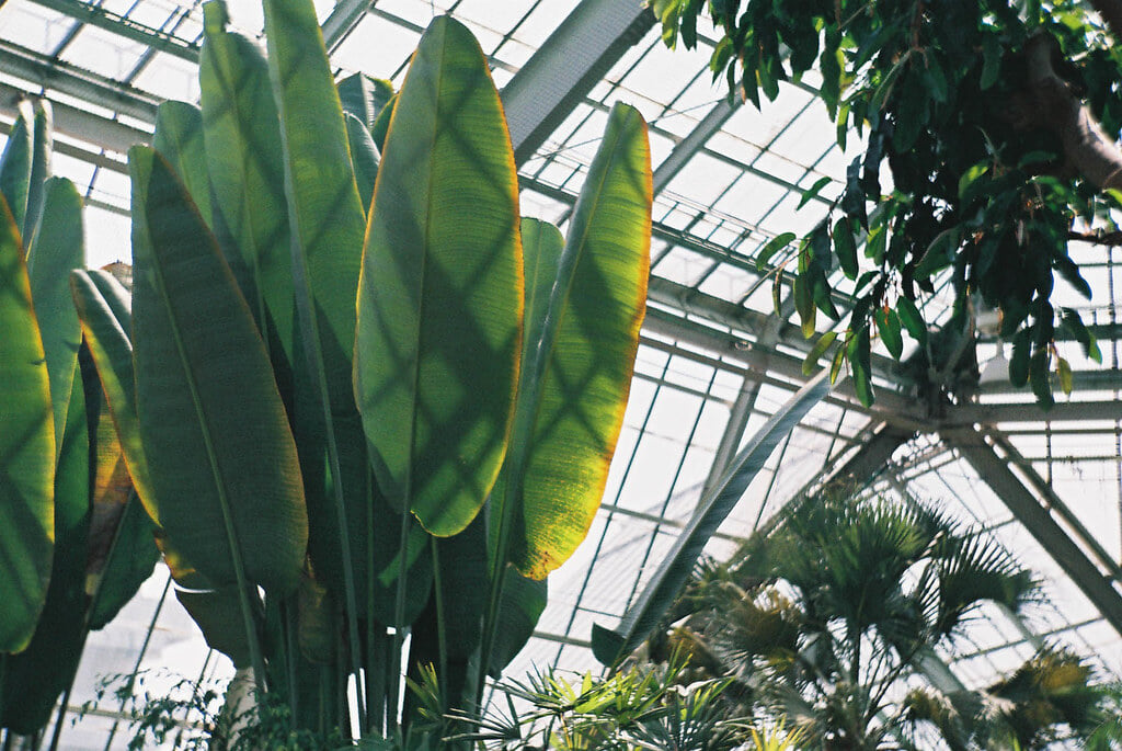 函館市熱帯植物園の写真 ©sabamiso(CC BY 2.0)