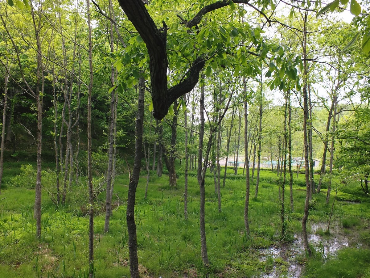 兵庫県立やしろの森公園の写真 ©松岡明芳(CC BY-SA 3.0)