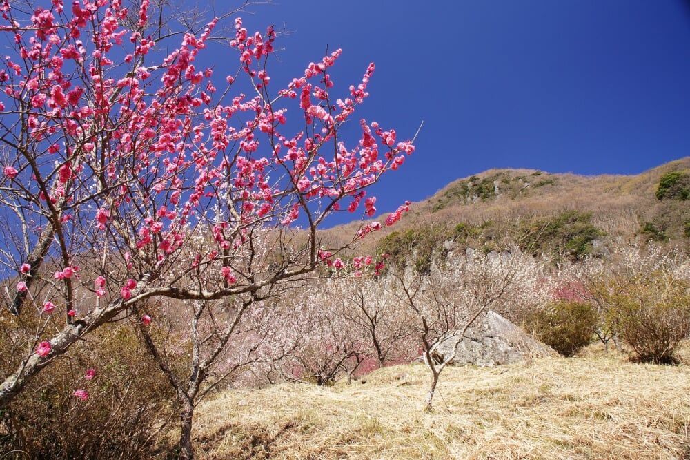 幕山公園 湯河原梅林の写真 