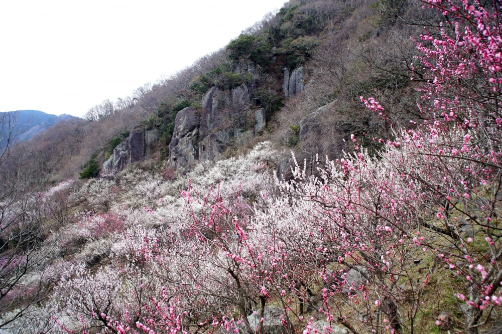 幕山公園 湯河原梅林の写真 