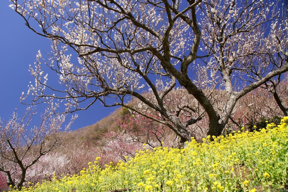 幕山公園 湯河原梅林の写真 