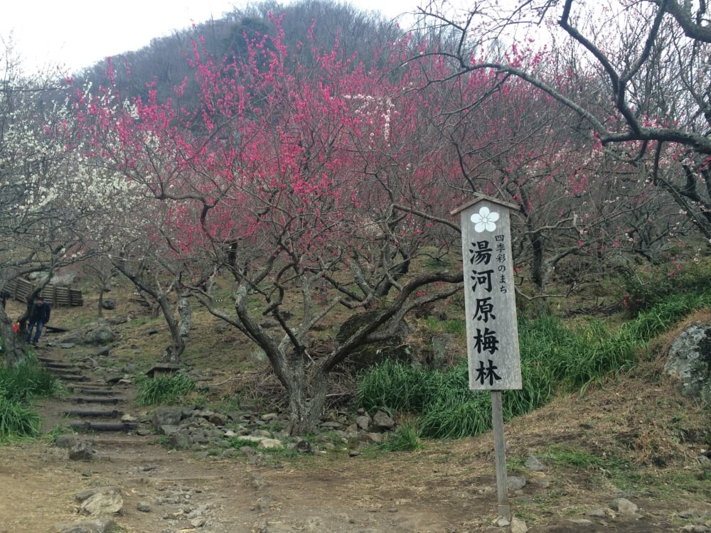 幕山公園 湯河原梅林の写真 