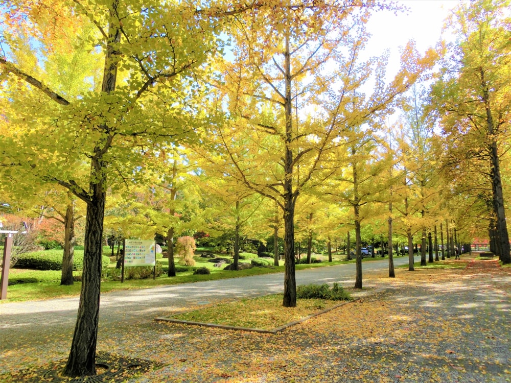 山形県総合運動公園の写真 