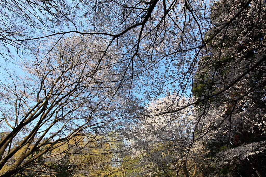 泉自然公園の写真 ©TANAKA Juuyoh (田中十洋)(CC BY 2.0)