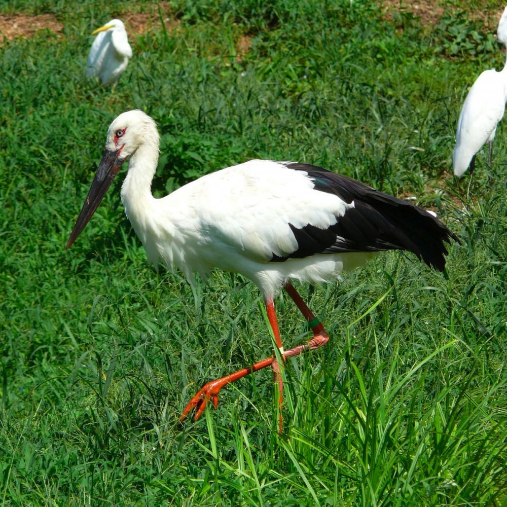 兵庫県立コウノトリの郷公園の写真 ©Cory(CC BY 2.1 jp)