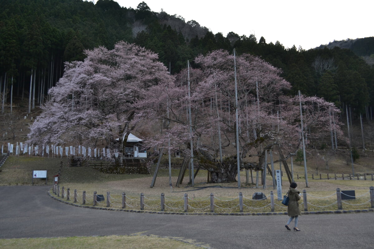 淡墨公園(根尾谷淡墨桜)の写真 ©先従隗始(CC0)
