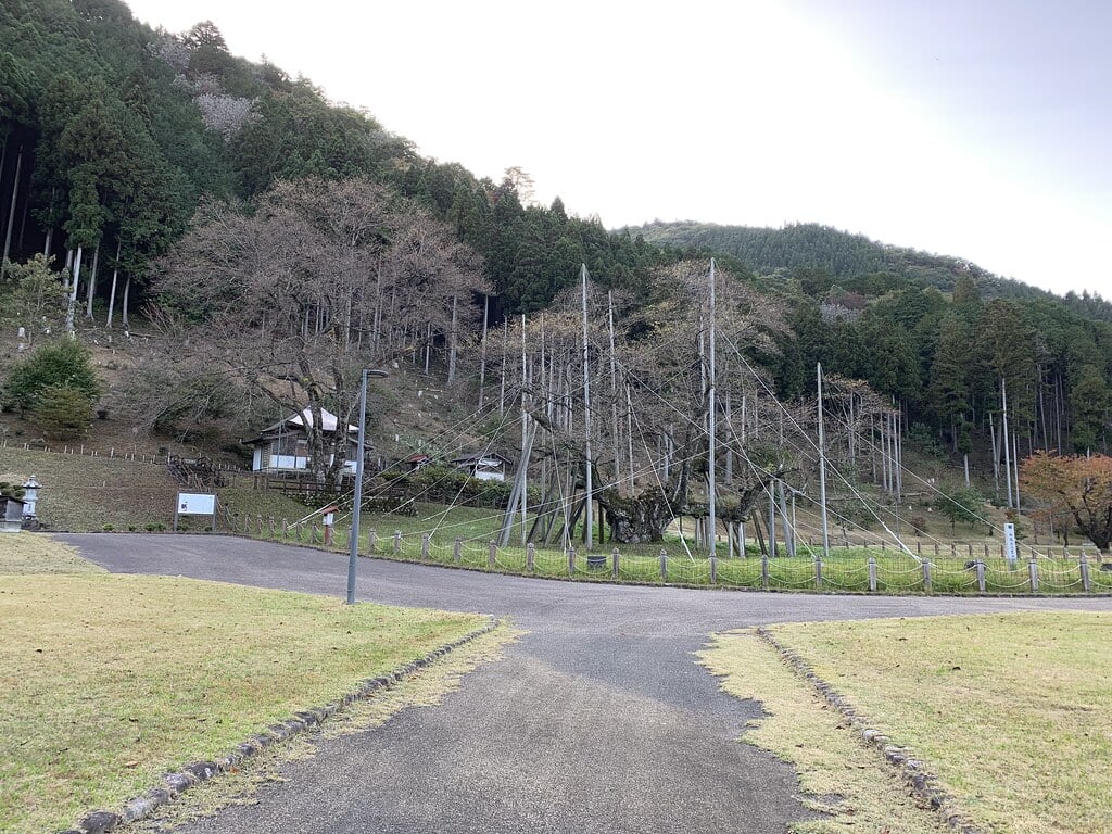 淡墨公園(根尾谷淡墨桜)の写真 ©inunami(CC BY 2.0)