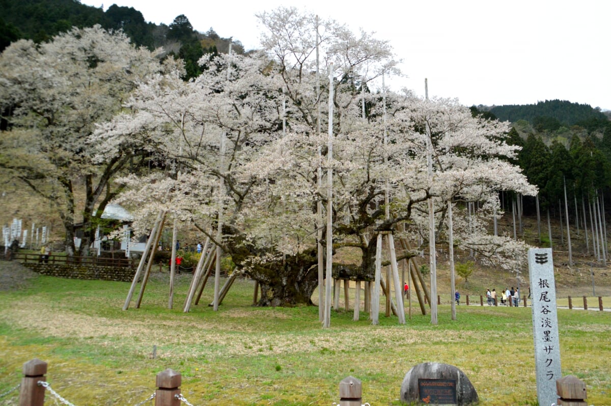 淡墨公園(根尾谷淡墨桜)の写真 