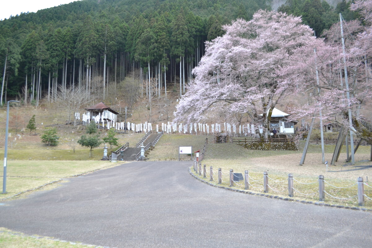 淡墨公園(根尾谷淡墨桜)の写真 ©先従隗始(CC0)
