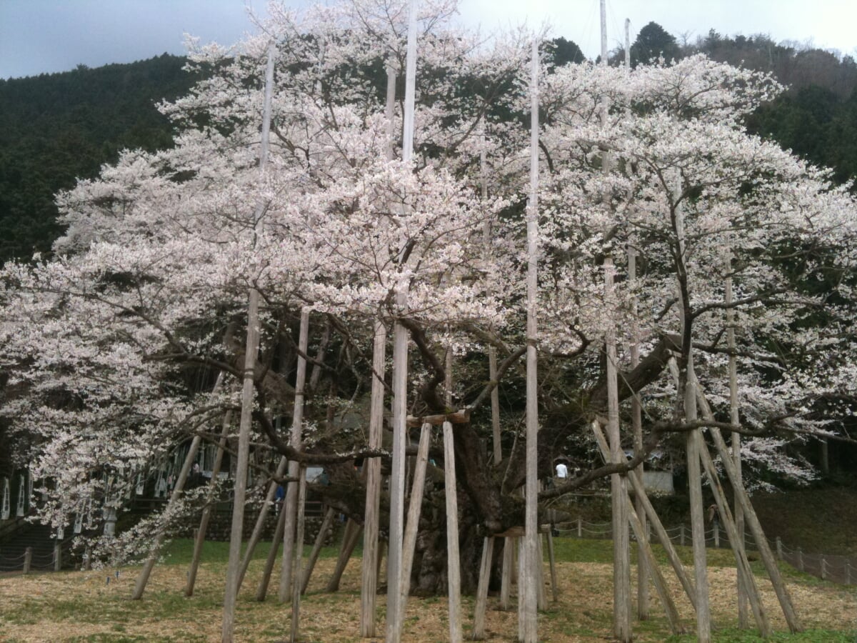 淡墨公園(根尾谷淡墨桜)の写真 ©Alfas.Humangazer(CC BY-SA 3.0)