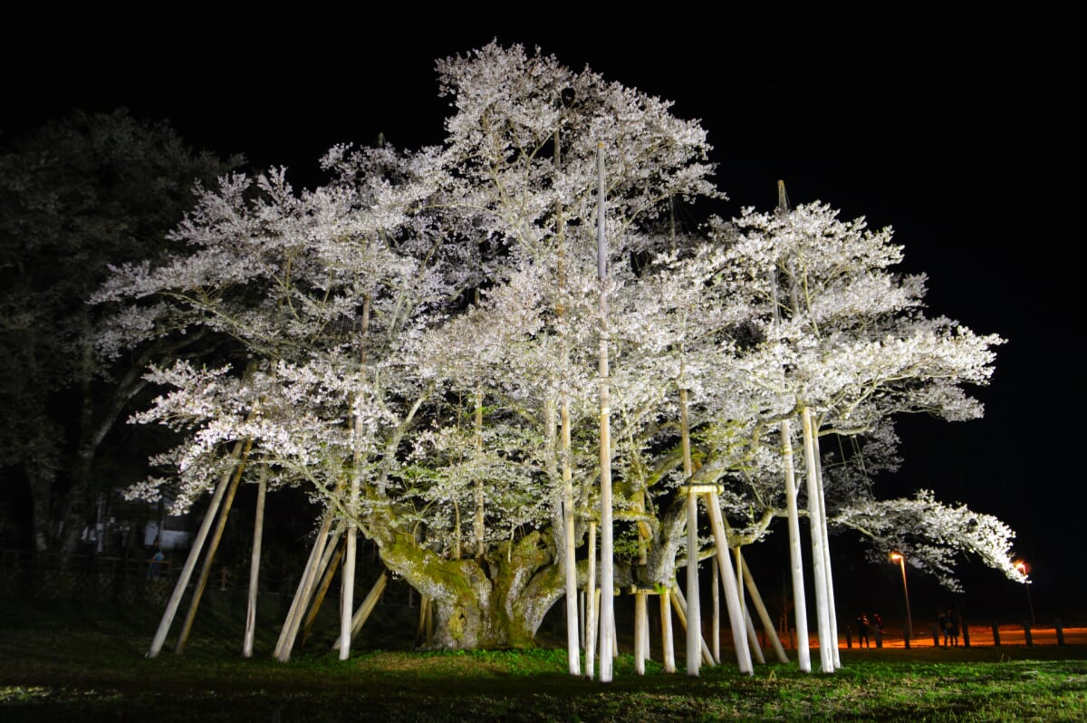 淡墨公園(根尾谷淡墨桜)の写真 