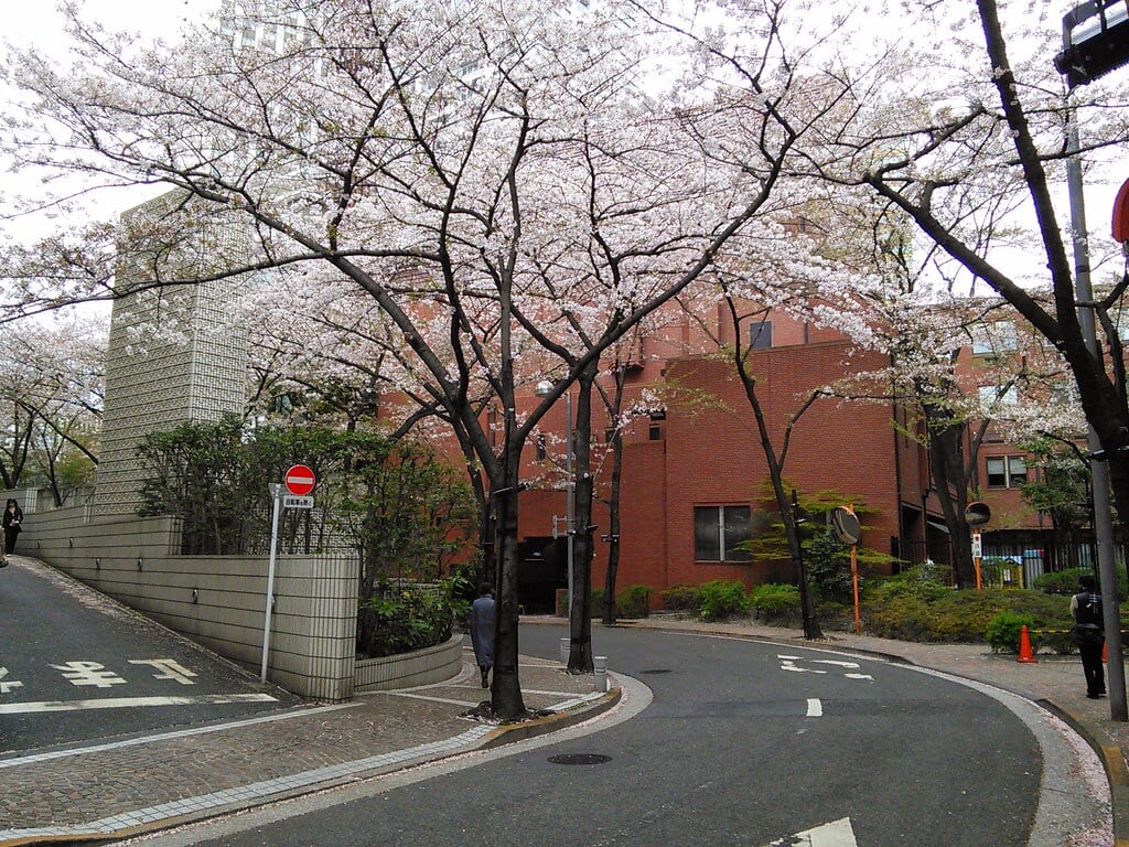 桜坂の写真 ©Junichi Yamashita(CC BY-SA 2.0)