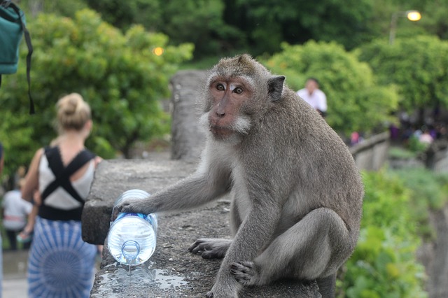 ヒンドゥー教では神として崇められている猿。しかしここにいる野生のサルは観光客の所有品を狙う事でも有名で、眼鏡や帽子、カバンや装飾品などは一度取られると取り返すのは至難の業。くれぐれも注意しておきたい。