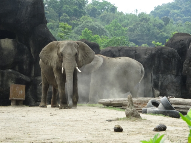 [台北市立動物園で見れる動物たち]台北市立動物園では日本でなかなか見る事の出来ないパンダを見る事ができます。もちろん象やキリンなどの日本の動物園でもおなじみの動物をはじめ、珍しい熱帯地域の動物なんかも